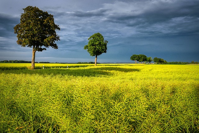 champ de colza en graines après floraison